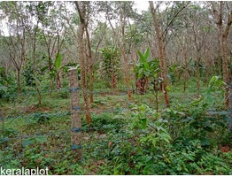 Rubber plant for sale