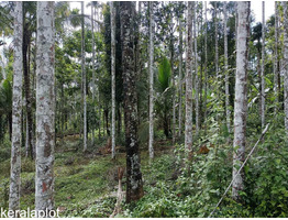 40 cent Land For Sale In Koleri Kenichira Wayanad