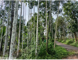 40 cent Land For Sale In Koleri Kenichira Wayanad