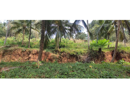 50 Cent  Land  for Sale at kondotty,malappuram