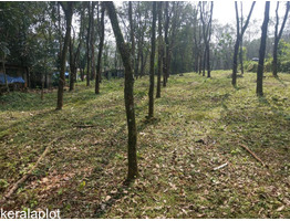 55 Cents of Rubber Plantation for Sale at Marangattupilly, Kottayam