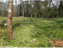 55 Cents of Rubber Plantation for Sale at Marangattupilly, Kottayam