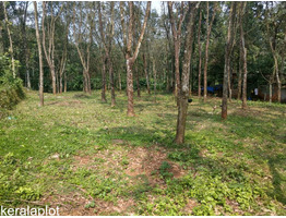 55 Cents of Rubber Plantation for Sale at Marangattupilly, Kottayam