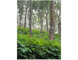 3.64Acers High yeilding Rubber plantation for sale at Kalelimook Pathanamthitta