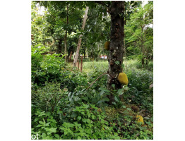 40 cent land for sale at pulimood mavelikara alapuzha