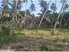 Coconut Farm