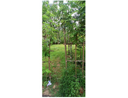 12 cent Land sale at  vadakkekara, alumavu, Ernakulam.