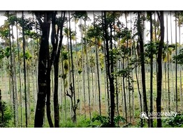 Agriculture land available in Wayanad @ 20 lakh