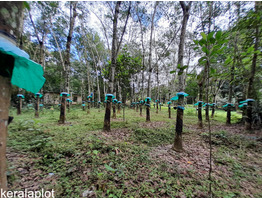 32 cent land and 12 cent reclaimed land with rubber trees