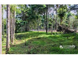 50cent land for sale in panayambamkunnu, bathery @ 15lakh