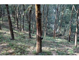 2 Acre Rubber Estate at Malippara, Kothamangalam