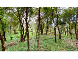 2.90 acres  land for sale in wayanad