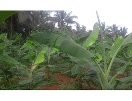 Suitable 48 cents land for sale near Mulamkunathukavu Medical College in Thrissur district