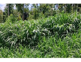 1 acre Agriculture land for sale near Pulpally @ 20 lakhs…..