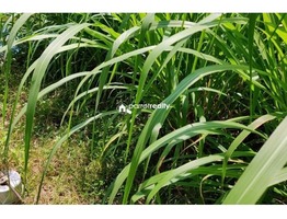 1 acre Agriculture land for sale near Pulpally @ 20 lakhs…..