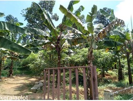 Plantation Property for Sale