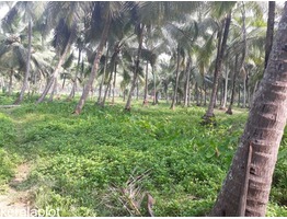 12 CENT PLOT FOR SALE IN ILLATHAPADI.MANGALAM.TIRUR