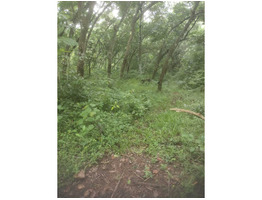 1 acer 4 cent plot for sale at near MC Road Nellimoottil Adoor, Pathanamthitta