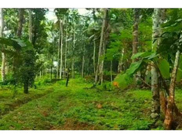 1.5 Acre Rubber Plantation sale near by  Piravom,Ernakulam District