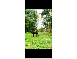 10 CENT LAND FOR SALE SALE NEAR BY Aluva,Kadunghallur,Karivelikadavu