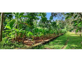 15 cent  land for sale Near By Kothamangalam,Nellimattom MBITS college