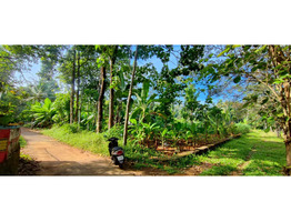 15 cent  land for sale Near By Kothamangalam,Nellimattom MBITS college