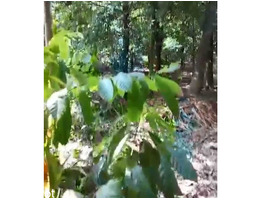 37 Cent Land For Sale Near by Angamaly,Naipunnya Scms Collge of Engineering