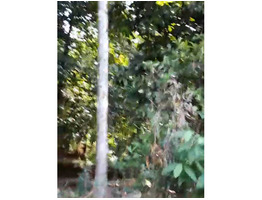 37 Cent Land For Sale Near by Angamaly,Naipunnya Scms Collge of Engineering