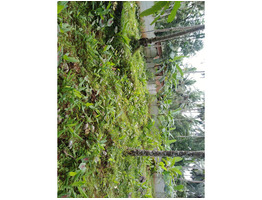 20 Cent Land For Sale Near by Narikkuni Bus Stand,Kozhikode District