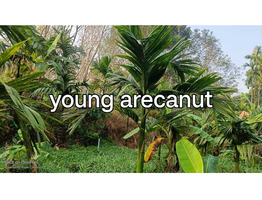 15.8 Acers Land For Sale Karnataka, Udupi
