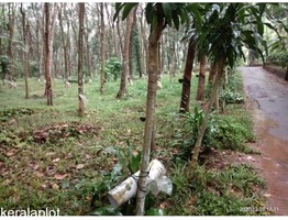 Rubber plantation (Muttom town)