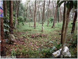 Rubber plantation (Muttom town)