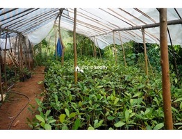 Agriculture land  available in Kannur @ 8000/cent…