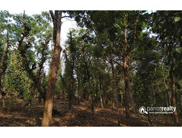 3.50 acre investment purpose land  for sale near  Padichira @ 13.50 lakh/acre.