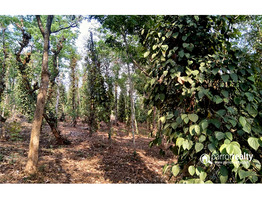 3.50 acre investment purpose land  for sale near  Padichira @ 13.50 lakh/acre.