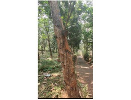 5 Acre Rubber Near Mattanur