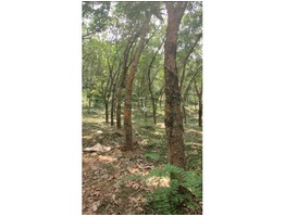 5 Acre Rubber Near Mattanur