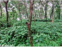 Rubber plantation Land