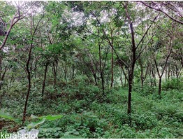 Rubber plantation Land