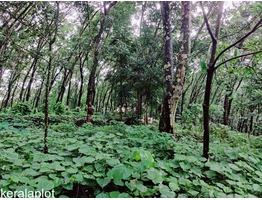 Rubber plantation Land