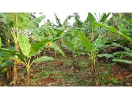 1 Acers and 48 cent Land for sale near Paika Town