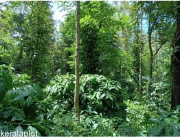 2 Acre Good Agriculture Land For Sale In Koleri Wayanad