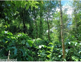 2 Acre Good Agriculture Land For Sale In Koleri Wayanad