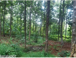 80 cent land for sale near by Pathirippala Town in Palakkad