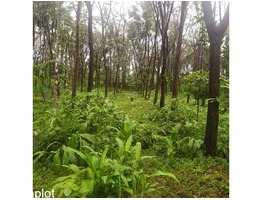 Agricultural Land for Sale in Aralam, Kannur