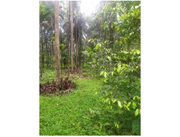 Agricultural Land for Sale in Aralam, Kannur