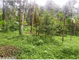 Agricultural Land for Sale in Aralam, Kannur