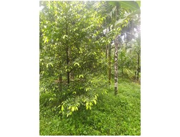 Agricultural Land for Sale in Aralam, Kannur